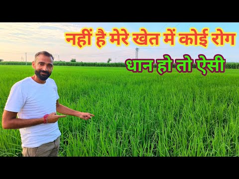 धान में नहीं आएगा कोई भी रोग पैदावार होगी दोगुनी! #coragen