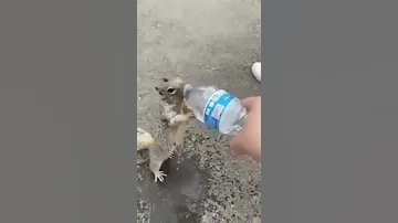 МУЖЧИНА СПАС БЕЛКУ, КОТОРАЯ УМИРАЛА ОТ ЖАЖДЫ / Man saves squirrel