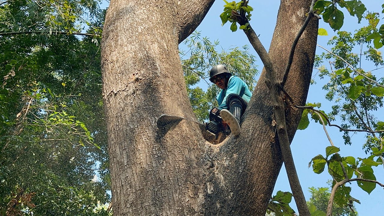 Don't let it break... Cut down the bald trembesi tree. - YouTube