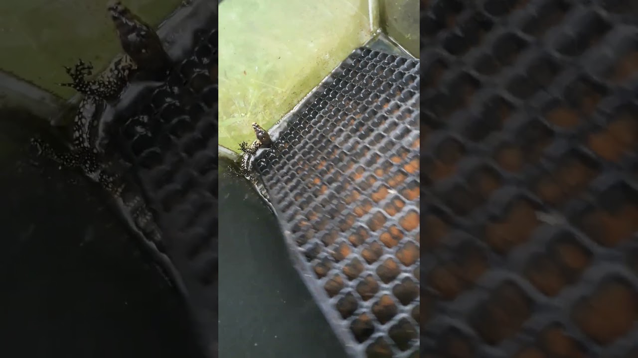 Beternak biawak