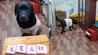 Labrador Retriever recognize words  Smart dog