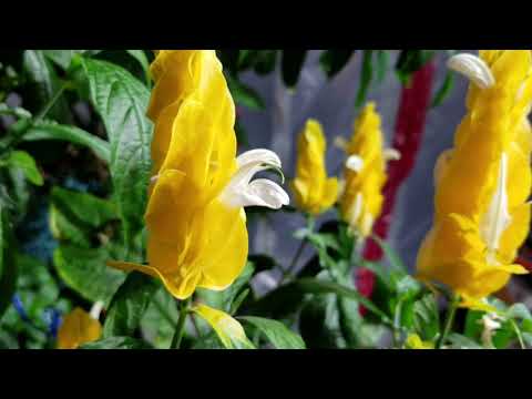 Video: Innendørs pachistachis-blomst: hjemmepleie
