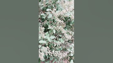 तुलसी के क्यारे के सामने भजन करने का फल। ||प्रदीप मिश्रा जी|| pradep