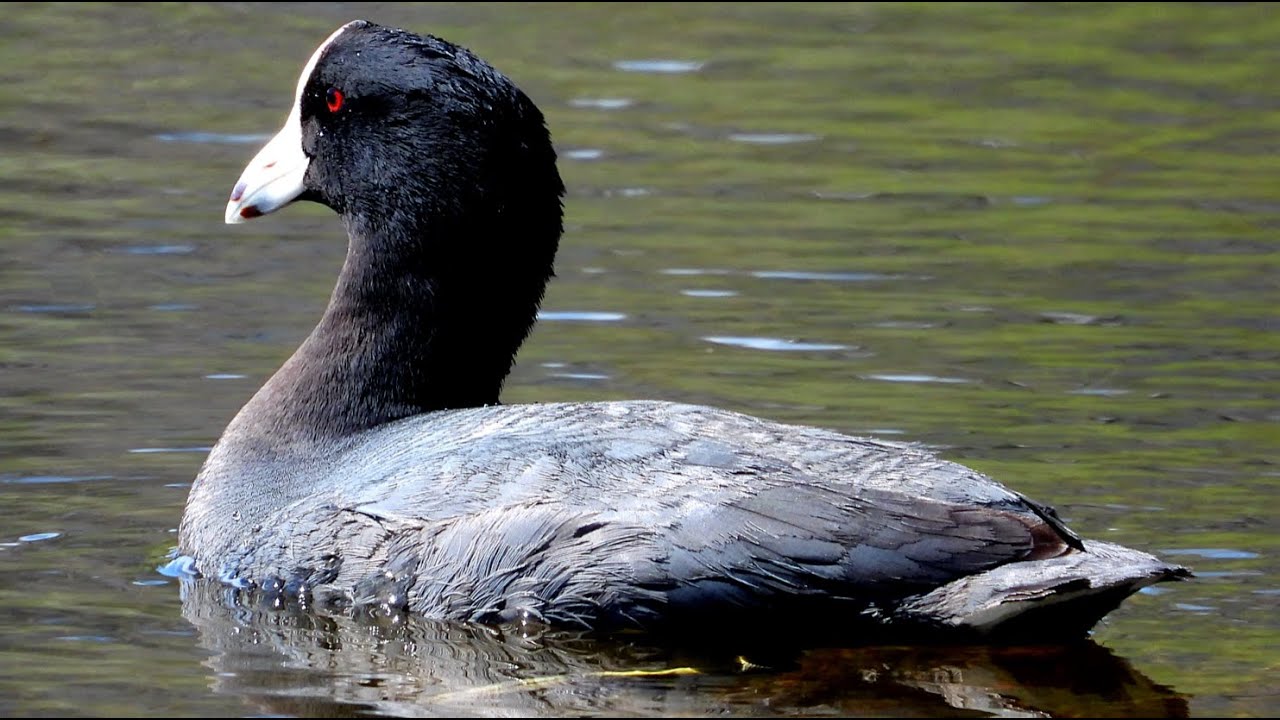 Foulque d'Amérique, cri / American Coot, call - YouTube