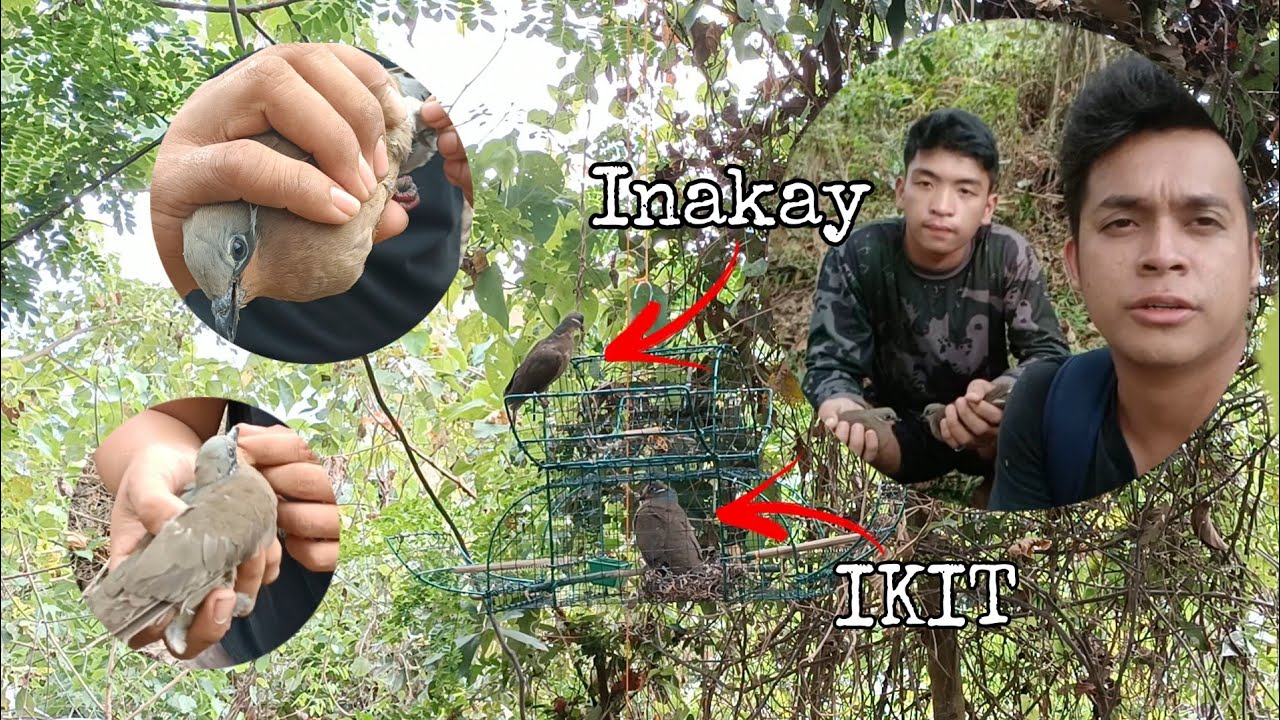 BINABALIK BALIKANG LUGAR SA DAMI NG ALIMOKON🕊️😱😱😱 | NAKA 3 HULI KAMI AT 1 DITO AY INAKAY | BOY SIKAP