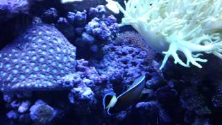 Absolutely Fish 150 Show Reef Tank