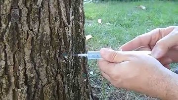 Arborbiokaps trunk injection (7 mm hole 100% water soluble disposable capsule)