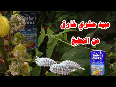 بيكنج صودا للقضاء على البق الدقيقي بطريقة أمنه ومضمونة 100
