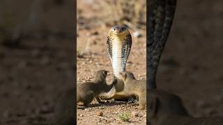 dangerous king Cobra fight with two mongoose #shorts #ytshorts
