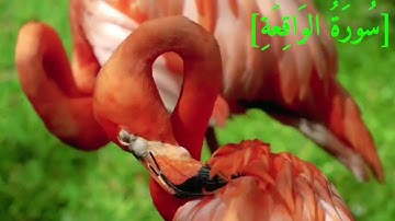 سُورَةُ الوَاقِعَةِ بصوت الشيخ عبد الرحمن بن موسى رواية ورش عن نافع تجويد رائع
