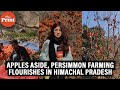 Step Aside Apples, Himachal Farmers Want to Grow Persimmon