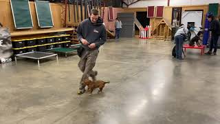 Ohmygoodness Small But Mighty Calvin 3Yr Old Hunt Terrier Showing His Obedience & Tricks Off