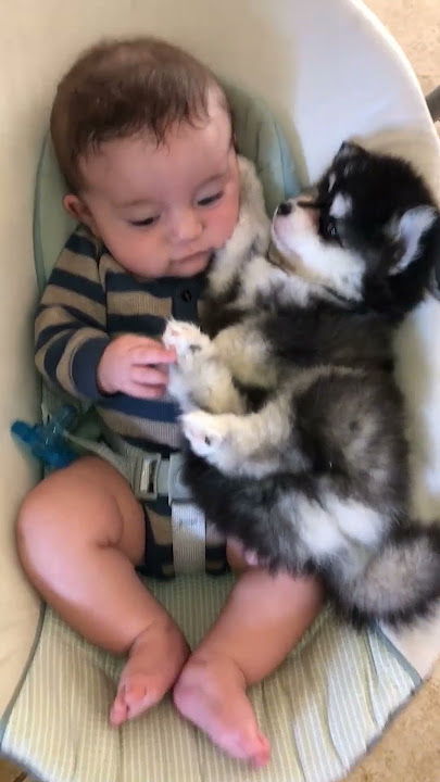 Baby and Husky BFFs Cuddle Together!