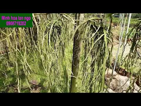 hướng dẫn chăm sóc bộ rễ hoa lan vanda phát triển tuyệt đẹp|Minh hoa lan ngo|flowers|orchid