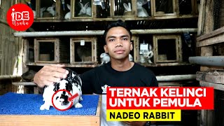 CARA Ternak KELINCI REX DAN BLIGON UNTUNG BERLIPAT untuk PEMULA!! IDE USAHA MODAL KECIL 2021
