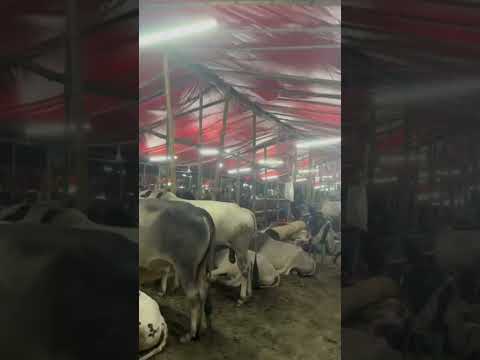 ঈদের আর মাত্র তিন দিন বাকি #cow #foryou #shorts #1millionviews #গরুর_হাট