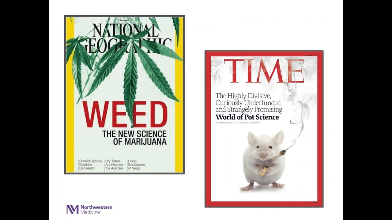 The Use of Cannabis for Treating Neuropathic Pain with Dr. Judith Paice