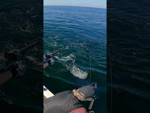 Brutal bluefin tuna
