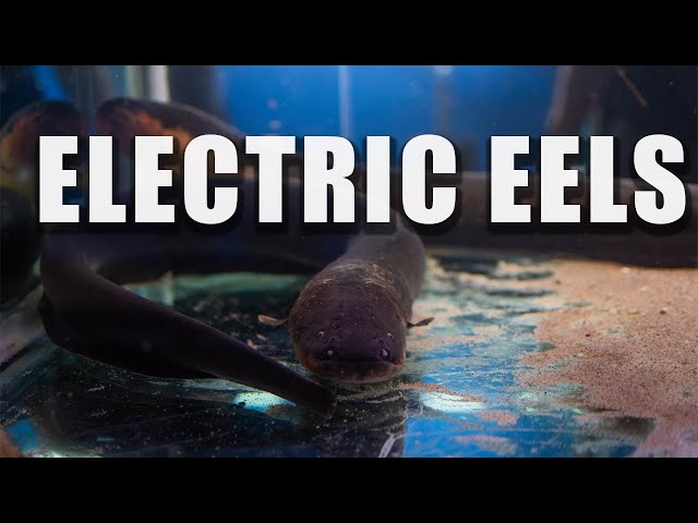 Species Spotlight: Electric Eels 