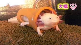 エラふさふさ Youtube