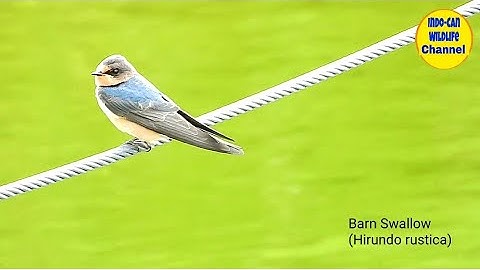 Barn Swallow || Birds of America || Wildlife and Nature || 4K Video