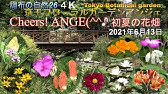 神代植物公園 21年度 春バラドローン5月14日撮影 満開のばら園の様子をご覧ください 180秒 Youtube 神代植物公園 21年度 春バラドローン5月14日撮影 満開のばら園の様子をご覧ください 180秒 Youtube