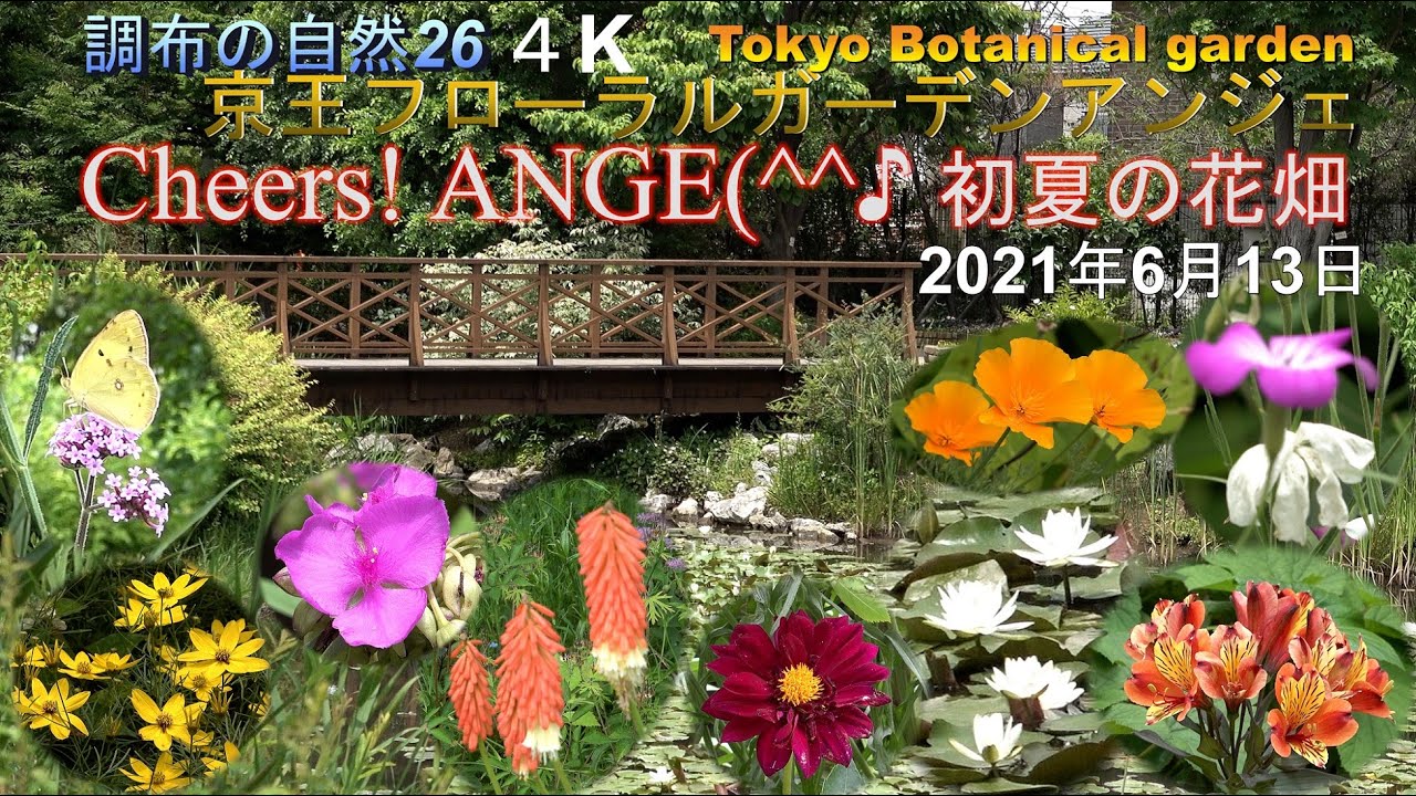調布の自然26 ４k 初夏の花畑 約４０種類 ３種類 モネの池 サヨナラ イギリス式庭園京王フローラルガーデン アンジェ 調布の花園一つ減 神代植物公園 野川公園 武蔵野の森公園他とまだ自然は一杯 Youtube