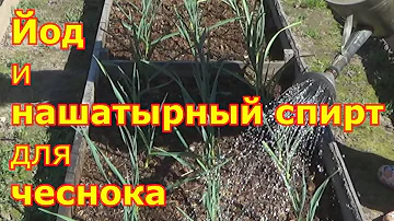 Первые подкормки посадок чеснока йодом и нашатырным спиртом