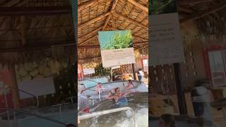 Seaweed Hydrotherapy | Thalassotherapy | Balneario | Spa Termal Tlaocan