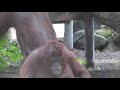 Tonka’s Troop: Orangutans explore new outdoor habitat