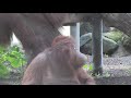 Tonka’s Troop: Orangutans explore new outdoor habitat