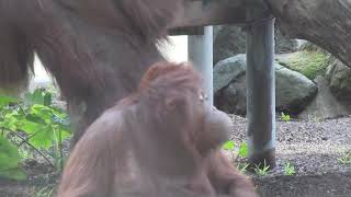 Tonka’s Troop: Orangutans explore new outdoor habitat