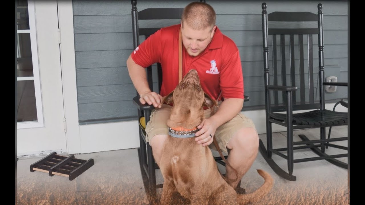 ptsd medication #K9sTopDogs: Episode 5