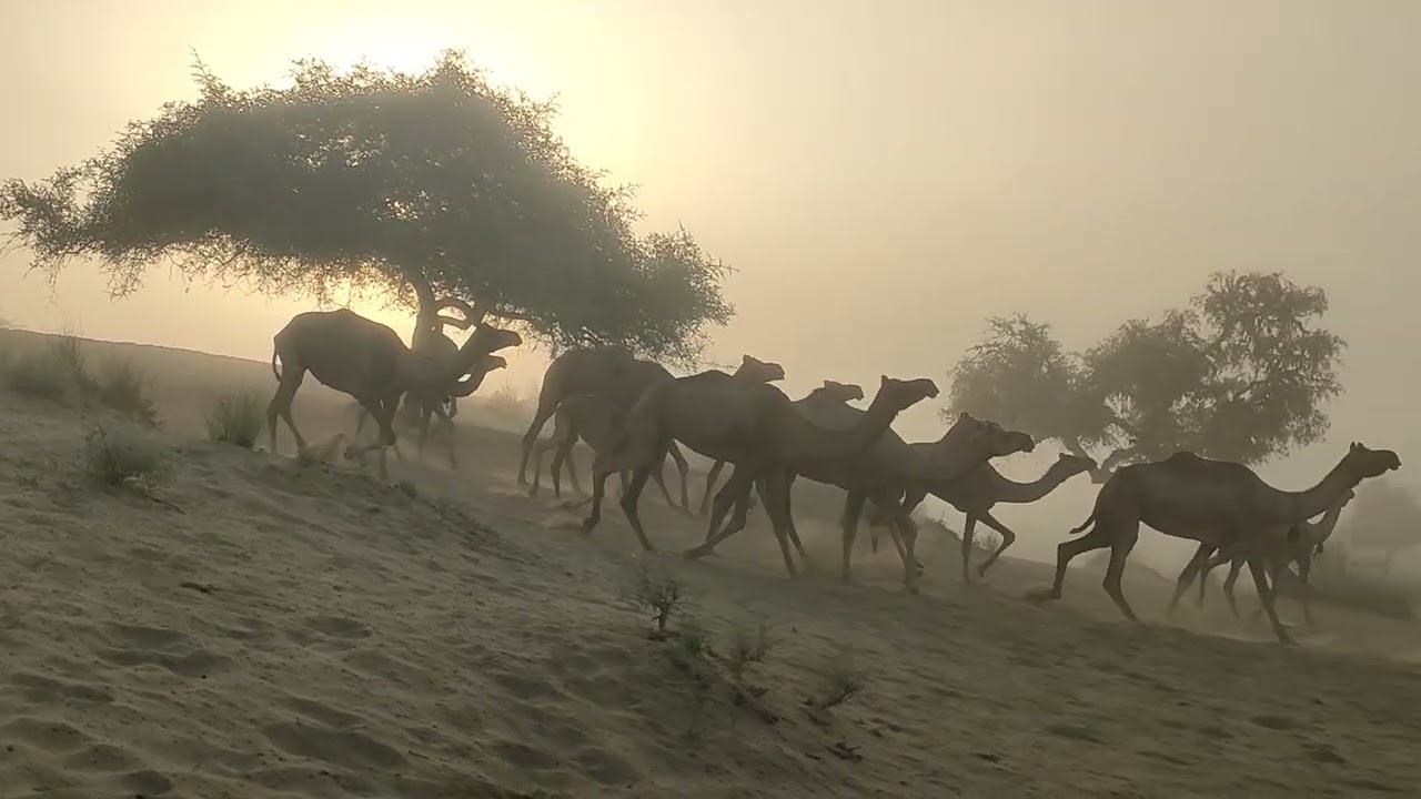 Camels are coming back to camel farm in evening
