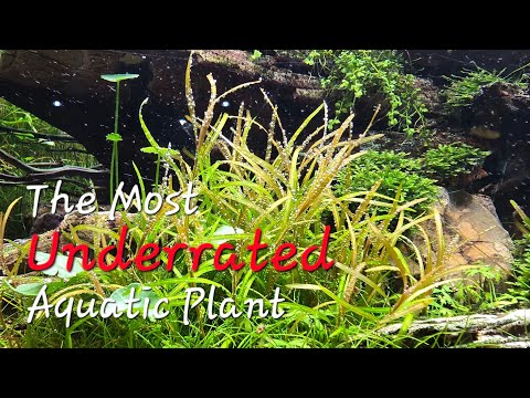Introducing the most underrated plant in the hobby - Potamogeton Gayi