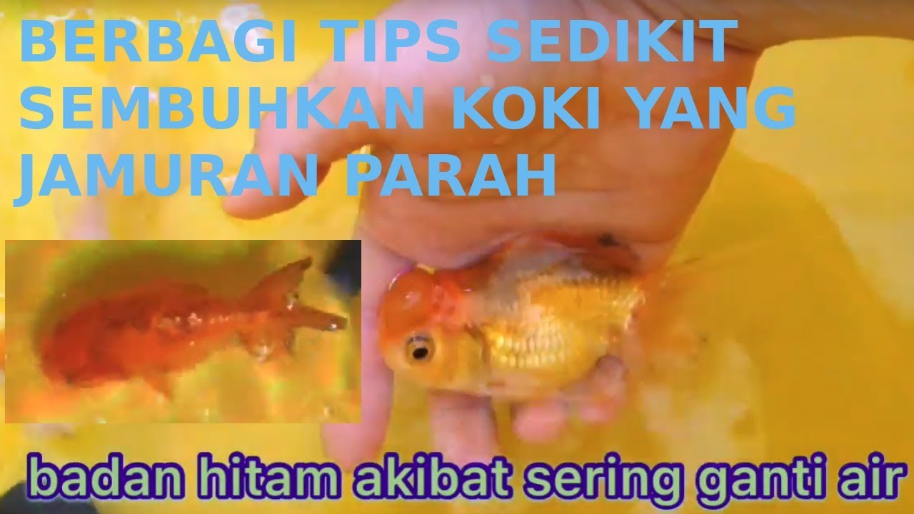 Update Tips Mengatasi Jamur & Tidak Nafsu Makan Ikan Koki - YouTube