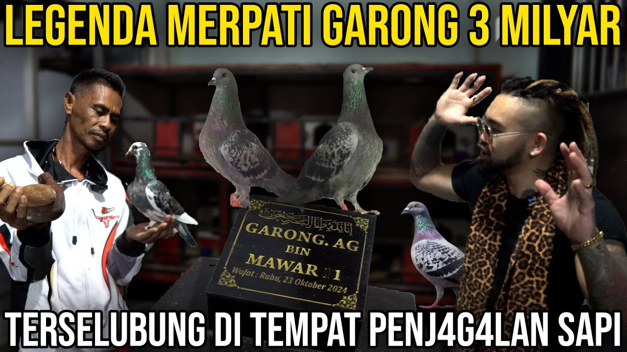 LEGENDA MERPATI GARONG 3 MILYAR TERSELUBUNG DI TEMPAT PENJ4G4ALAN SAPI ...