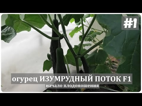 🥒 Огурец ИЗУМРУДНЫЙ