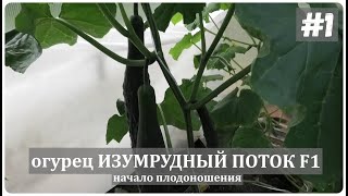 🥒 Огурец ИЗУМРУДНЫЙ ПОТОК  F1| НАРОДНЫЙ ВЫБОР| Часть 1. Начало плодоношения