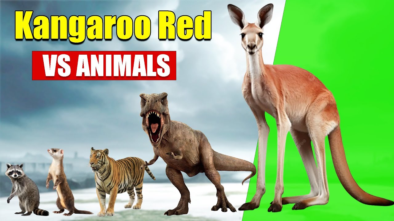 𝗞𝗮𝗻𝗴𝗮𝗿𝗼𝗼 𝗥𝗲𝗱 𝘃𝘀 𝗔𝗹𝗹 𝗔𝗻𝗶𝗺𝗮𝗹𝘀 | 𝗦𝗶𝘇𝗲 𝗖𝗼𝗺𝗽𝗮𝗿𝗶𝘀𝗼𝗻 𝟮𝟬𝟮𝟱