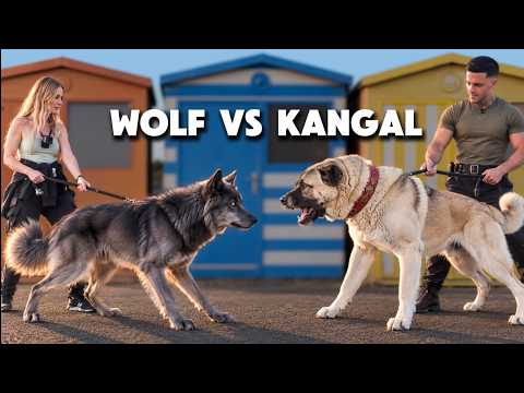 GIANT KANGAL MEETS WOLF - What will happen?  (Boz Shepherd)