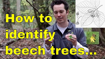 Tree id: Beech (Fagus sylvatica) Beechnut or European beech, copper beech, Dawyck & weeping beech uk