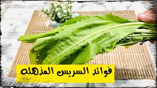 7 فوائد صحية مذهلة للسريس(نبات الهندباء/الشيكوريا)