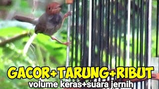 Suara Pikat Prenjak Tamu Gacor Ribut Tarung