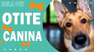 OTITE CANINA - causa, sintomas, tratamento e prevenção
