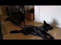 German Shepherds prove to be efficient alarm clocks