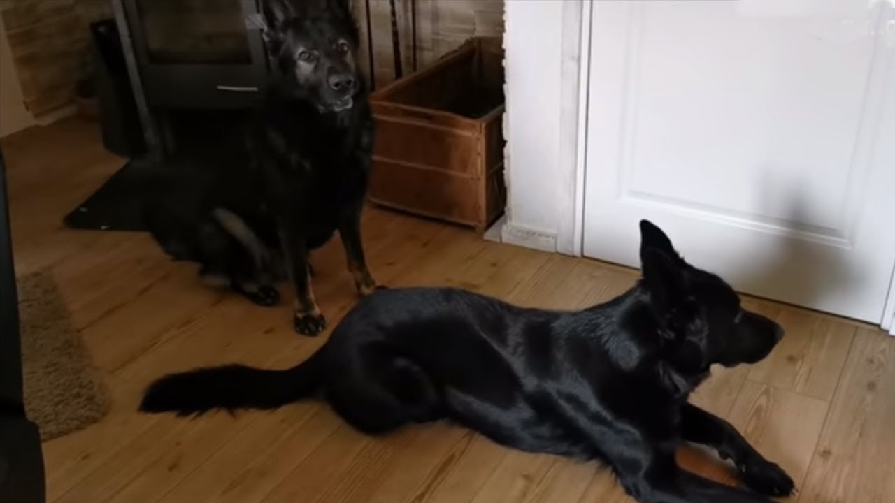 videos for cats German Shepherds prove to be efficient alarm clocks
