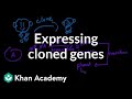 Understanding Cloning in a Scientific Context