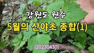 #May's Wild Herbs (1) Wonju Edition. 20230430