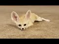 Fennec Fox Being Silly in a HUGE Room